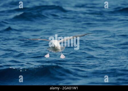 Fulmar, Fulmarus glacialis, singolo uccello in volo sopra il mare, Cornovaglia, luglio 2021 Foto Stock