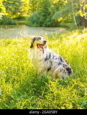 Bel cane Pastore Australiano seduto in erba con la lingua fuori e riposante dopo mattina a piedi nel parco Foto Stock
