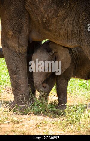 Elefante vitello protetto dal sole dalla sua madre elefante Foto Stock