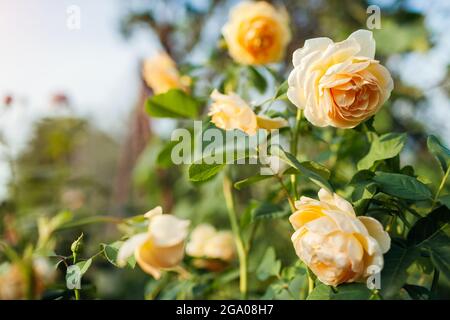 Rosa gialla Graham Thomas fiorire in giardino estivo. Inglese selezione Austin rose fiori in fiore Foto Stock