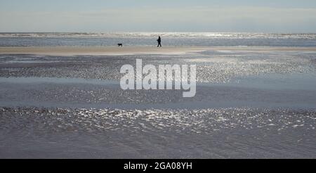 Un cane camminatore sulla spiaggia di Dawlish Warren a bassa marea. Foto Stock