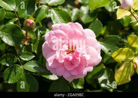Vecchio giardino rosa closeup rosa Foto Stock