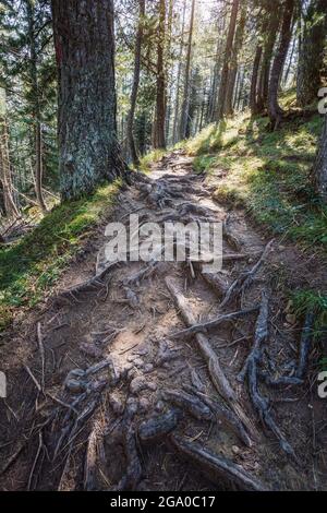 Bellissimo sentiero escursionistico nella foresta intorno alle cinque Torri. Dolomiti, Italia Foto Stock