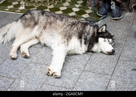 Husky che si appone su un ponte Foto Stock