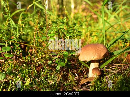 Due funghi porcini bianchi, grandi e piccoli, crescono nella foresta su uno sfondo di erba verde. Funghi di Bolete nella fauna selvatica in di raggi solari. Mush Foto Stock