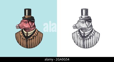Carattere di maiale. Porco parrucchiere. Animale alla moda, Signore vitoriano in una giacca. Disegno a mano inciso vecchio schizzo monocromatico. Illustrazione vettoriale Illustrazione Vettoriale