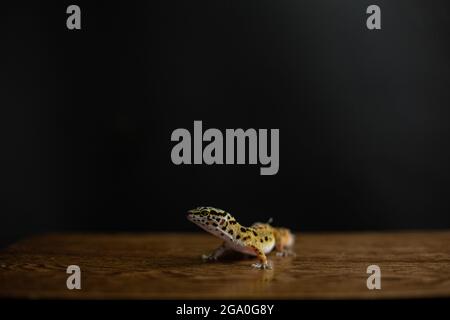 Gecko leopardo seduto su un pezzo di legno con sfondo nero Foto Stock