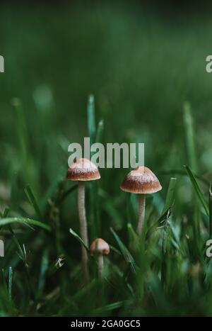Primo piano di piccoli funghi che crescono nell'erba verde. Foto Stock