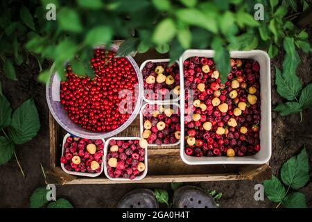 Molti ribes rossi freschi e lampone in una scatola da vicino vista dall'alto Foto Stock