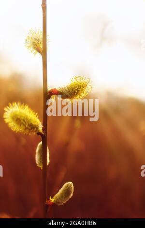 Macro shot di fiori gialli al sole Foto Stock