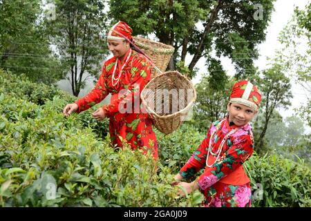 Le donne e sua figlia stanno strappando le foglie fresche del tè dal giardino a Darjeeling, Bengala occidentale in India. Foto Stock