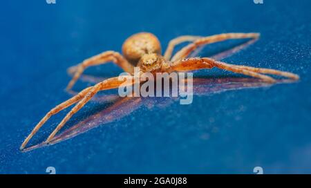 Ragno di granchio, Xysticus sp su uno sfondo blu scuro Foto Stock