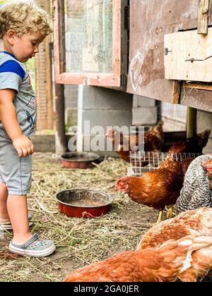 ragazzo di 2 anni che alimenta i polli in una poltina di pollo Foto Stock