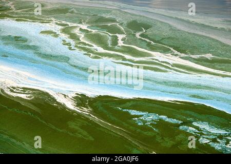 L'inquinamento idrico dovuto alla cianobatteria delle alghe blu-verdi in fiore è un problema ambientale mondiale. Corpi idrici, fiumi e laghi con fioriture di alghe nocive. E Foto Stock