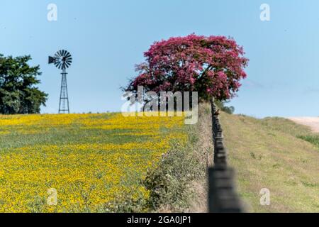Campi pieni di fiori gialli con un albero con fiori rosa e un vecchio mulino a vento all'orizzonte. Un recinto con un uccello appollaiato può essere visto sulla destra Foto Stock