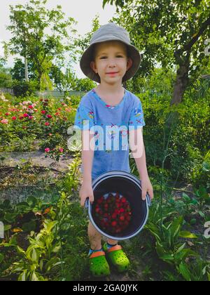 Ragazzo che tiene un secchio di fragole appena raccolte nel giardino Foto Stock