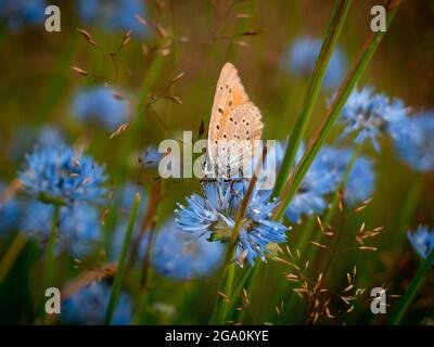 Foto vista frontale di una farfalla seduta su un fiore blu in un prato Foto Stock