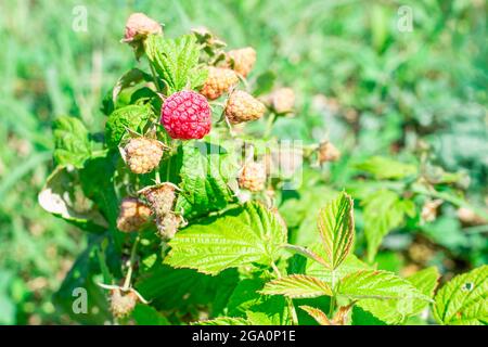 Lamponi maturi rossi su una macchia verde. Crescere e prendersi cura delle piante nel giardino. Frutti di bosco deliziosi, dessert. Foto Stock