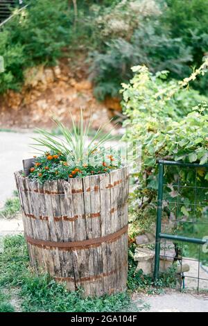 I cespugli di Marigold crescono in un vecchio barile di legno sul prato Foto Stock