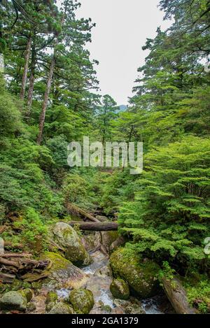 Flusso di fiume lungo alberi di cedro nella foresta dell'isola di Yakushima, Prefettura di Kagoshima, Giappone Foto Stock