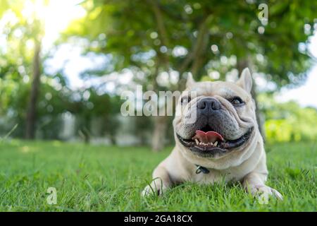 Fuoco superficiale di un bulldog inglese che giace su erbe verdi in un parco Foto Stock