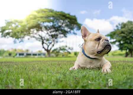 Fuoco superficiale di un bulldog inglese che giace su erbe verdi in un parco Foto Stock