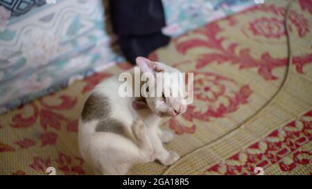 carino gattino bianco che gioca e mangia in adorabile stanza Foto Stock