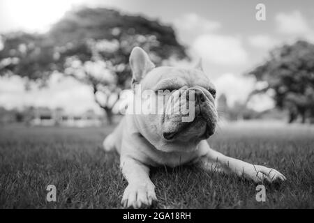 Scala di grigi di un bulldog inglese che giace su erbe verdi in un parco Foto Stock