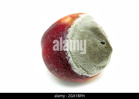 Una foto di un marcio pesche noci. La forma è deformata ed è immangiabile. Isolato su sfondo bianco. Foto Stock