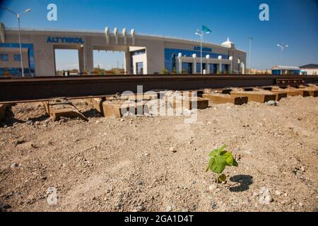 Altynkol, Kazakhstan - 05 giugno 2012: Piccole foglie di piante verdi crescono nella sabbia del deserto, in primo piano. Stazione ferroviaria Altynkol (sfocato sullo sfondo). Foto Stock