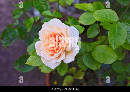 Rosa floribunda colorata di pesca Foto Stock