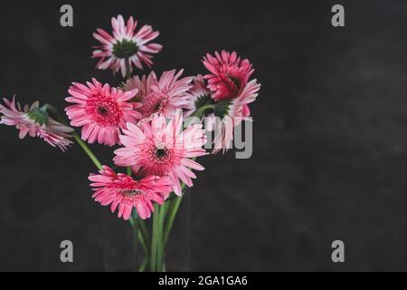 Closeup di fiori di Gerbera rosa in un vaso di vetro. Foto Stock