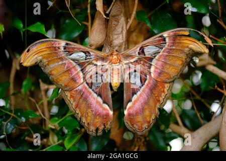 Primo piano di un atlante di Attacus femminile o di una falda atlante. È uno dei più grandi lepidopterani, endemico per le foreste dell'Asia. Foto Stock