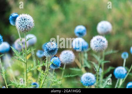 Globe Thistle Echinops bannaticus fiori blu, fuoco selettivo. Foto Stock