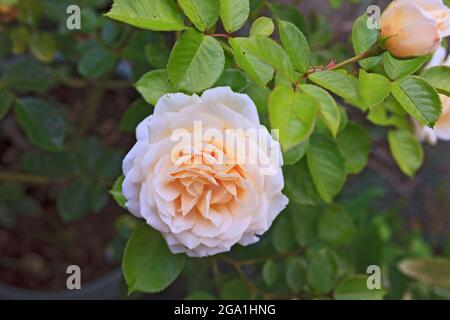 Rosa floribunda colorata di pesca Foto Stock