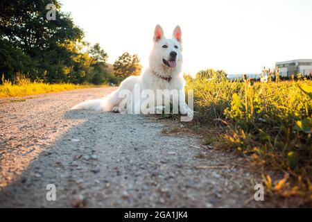 White Swiss Shepherd Dog ritratto esterno in natura. Foto Stock