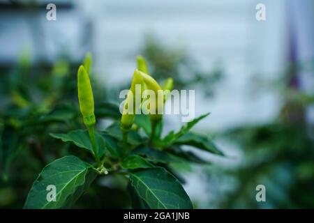 Peperoncino verde pianta Tabasco pepe o Kerala Kanthari, fuoco selettivo Foto Stock