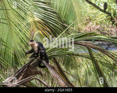 Scimmia cappuccina dalla tonalità bianca che tiene una lucertola nella mano sinistra al Parco Nazionale di Cahuita, Costa Rica. Foto Stock