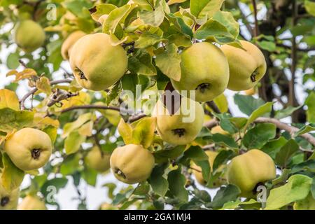 Albero di mele cotogne con cotogne mature in tarda estate Foto Stock