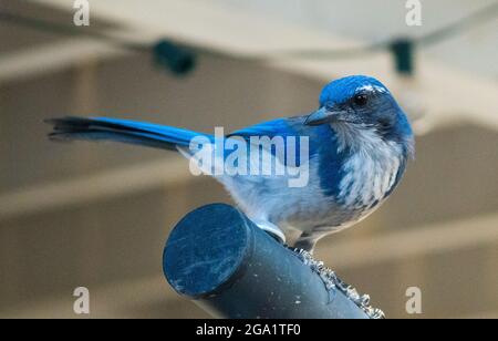 Un jay di scrub della California (Aphelocoma californica) perches su un bar Foto Stock