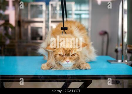 capelli bagnati gatto zenzero tabella sulla tavola arrabbiato dopo il bagno e la cura nel salone di bellezza dell'animale domestico. Foto Stock