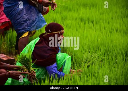 Operai agricoli indiani piantano piante di risaie in un campo alla periferia di Jabalpur, Madhya Pradesh, India. Foto di - Uma Shankar Mishra Foto Stock