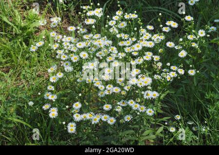 Annuale fleabane, daisy fleabane, Einjähriges Berufkraut, Weißes Berufkraut, Feinstrahl, Erigeron annuus, egynyári seprence, Budapest, Ungheria Foto Stock