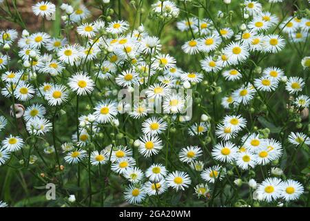 Annuale fleabane, daisy fleabane, Einjähriges Berufkraut, Weißes Berufkraut, Feinstrahl, Erigeron annuus, egynyári seprence, Budapest, Ungheria Foto Stock