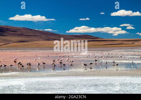 Fenicotteri in rosso Laguna Colorada lago in Bolivia Foto Stock