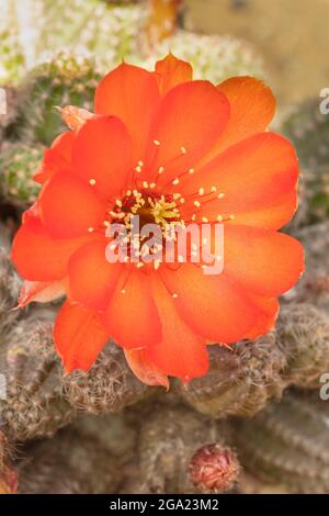 Molto da vicino fotografia di echinopsis - Susan Dale Foto Stock