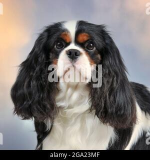 Cavalier King Charles Spaniel Foto Stock