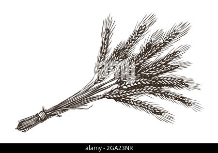 Mazzo di orecchie di grano in stile d'incisione vintage. Vettore di schizzo del concetto pane Illustrazione Vettoriale