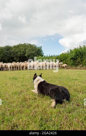 Il cane da pastore di bordo Collie arrotonda le pecore Foto Stock