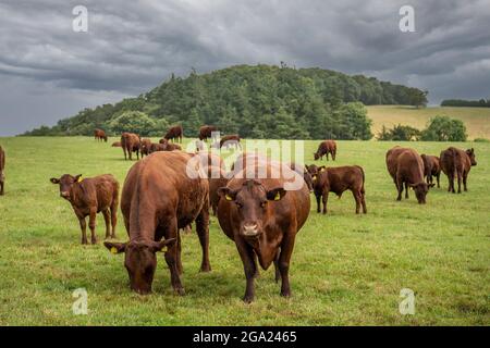 Mandria di vacche e vitelli Ruby Devon Foto Stock